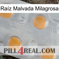 Raíz Malvada Milagrosa 24